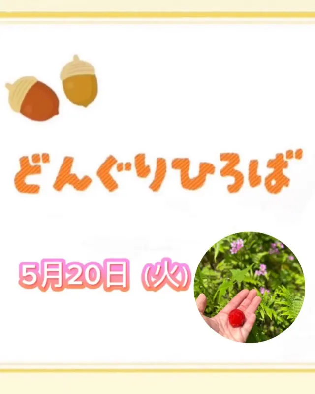 5月20日(火)のどんぐりひろばは、幼稚園の裏にある杉の子の山で遊びました🏔️✨
お山には可愛い花や🌸赤い野いちご🍓がたくさん実っていました。パクっと食べると甘酸っぱくて美味しかったようです🤗みんなでみつけては摘んで食べたり、触ってみて楽しみました。

広い山で走ってみたり、滑ってみたり、探検してみたり、好奇心いっぱいに遊んでくれました🤗

0歳のお友だちもテントやマットの上でのんびり遊びました☘️そよそよと吹く風が気持ちよくて、気持ち良くお昼寝をしたお友達もいました。
お母さんたちからも『気持ちいい〜😌✨』と声が上がり、のんびり癒された時間でした✨

また季節が変わり、秋になった山でも遊びたいです🍂

次回のどんぐりひろばは5月27日(火)『4月・5月誕生日会ごっこ』です。是非、遊びにきてくださいね🌱✨

#杉の子せと幼稚園 #高知市#認定子ども園#幼稚園#保育園 #子育て支援#プレ幼稚園#0歳 #1歳#2歳#山遊び